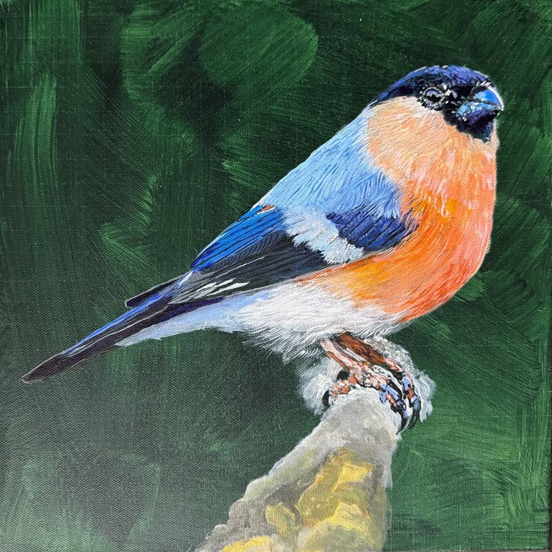 "Eurasian Bullfinch" by Thomas Stead